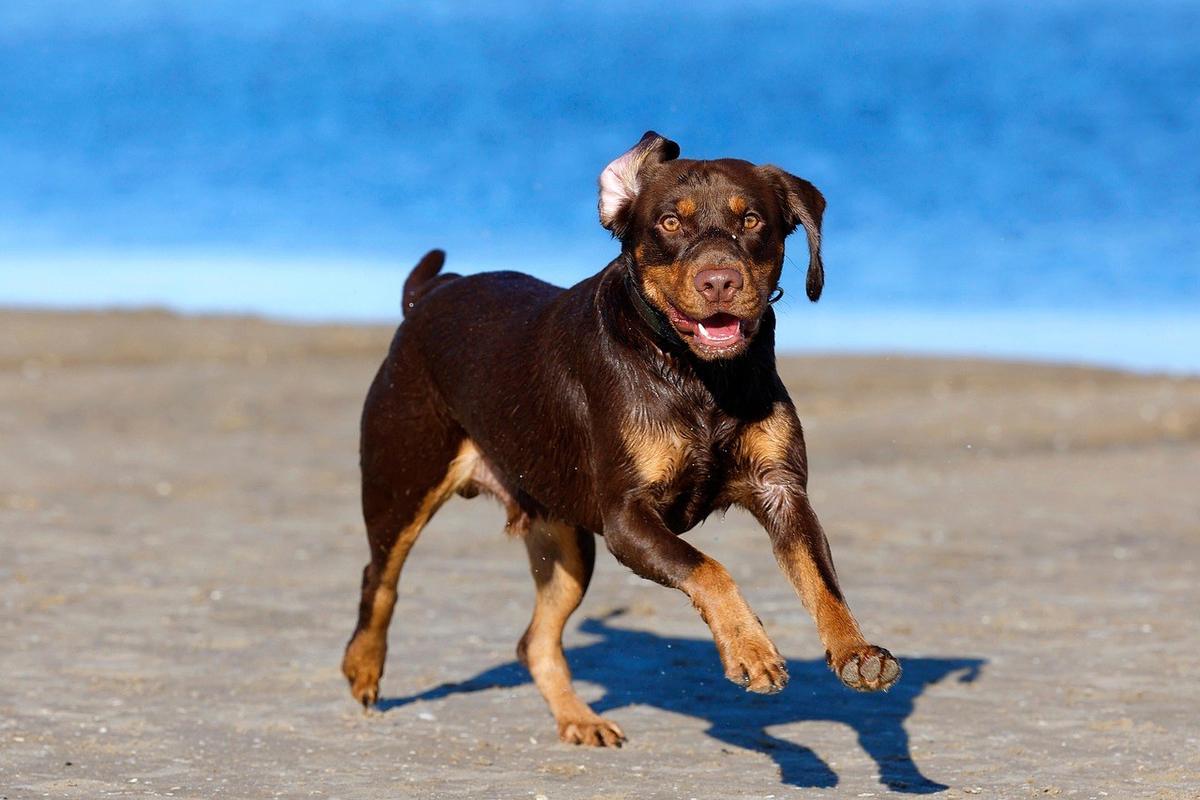 Rottweiler courant sur la plage avec la mer en arrière-plan