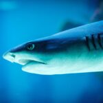 Un requin à tête plate glisse dans l'eau bleue bouche légèrement ouverte