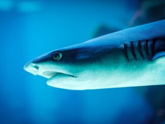 Un requin à tête plate glisse dans l'eau bleue bouche légèrement ouverte