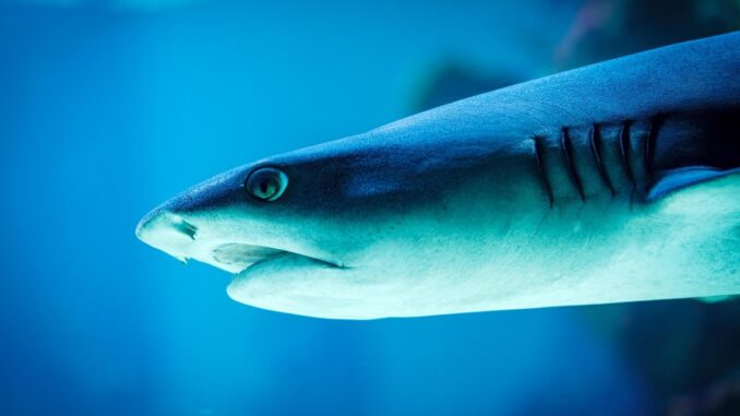 Un requin à tête plate glisse dans l'eau bleue bouche légèrement ouverte