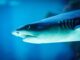 Un requin à tête plate glisse dans l'eau bleue bouche légèrement ouverte